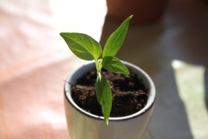 chili_2012